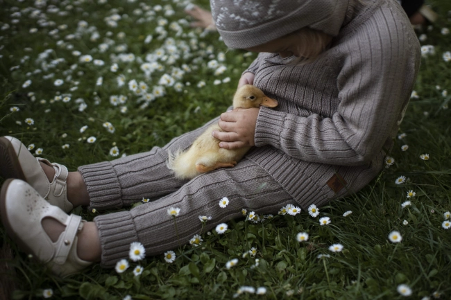 spodenki Cotswold z merino Meri Fairy (1).jpg